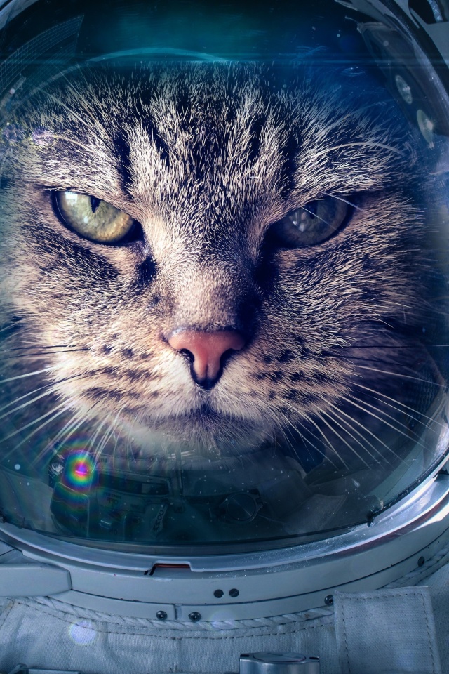 Astronaut cat wallpaper 640x960