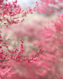 Pink Autumn screenshot #1 128x160