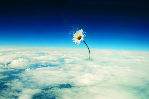 Das Macro Daisy in SKy Wallpaper 480x320