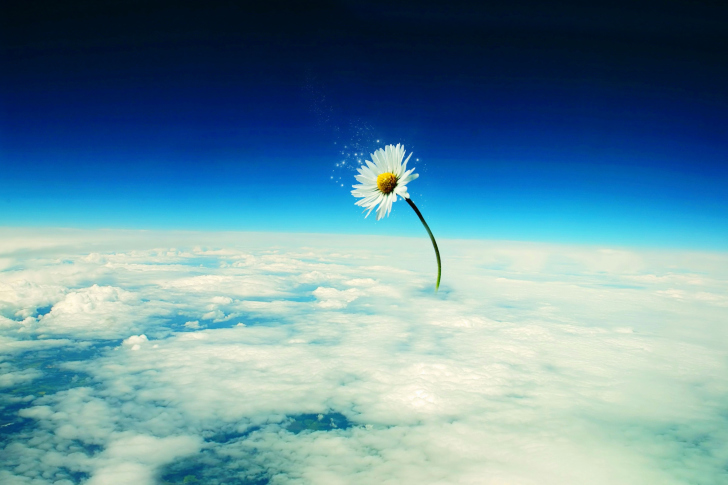 Обои Macro Daisy in SKy