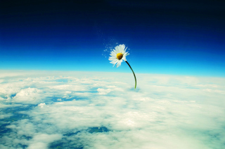 Macro Daisy in SKy Background for Android, iPhone and iPad
