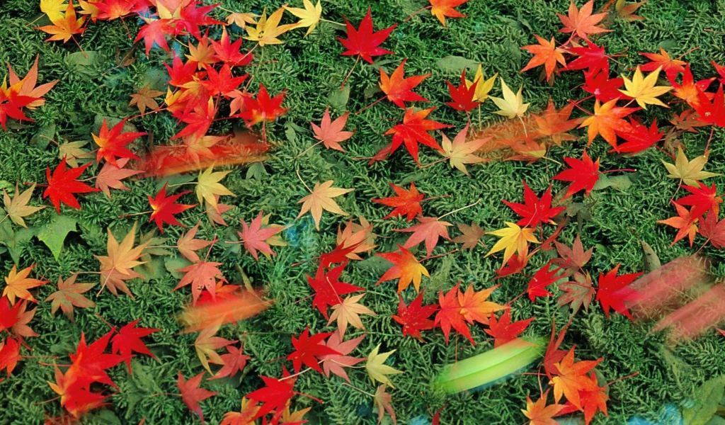 Das Red Leaves Wallpaper 1024x600