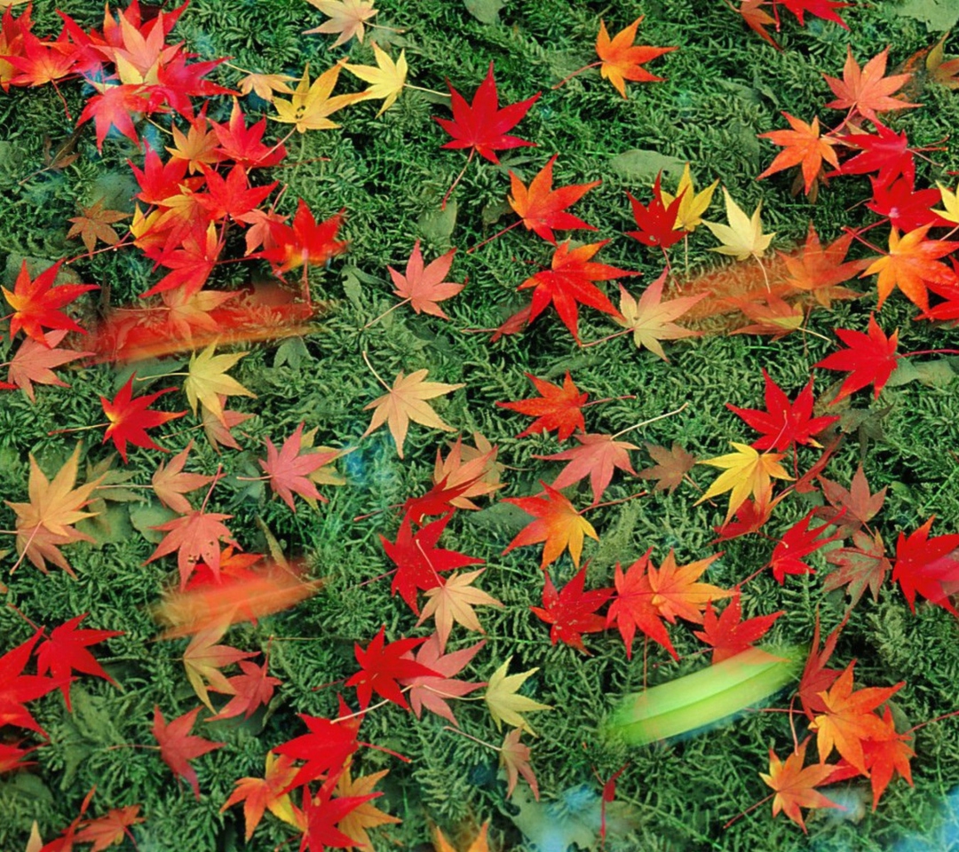 Обои Red Leaves 1080x960