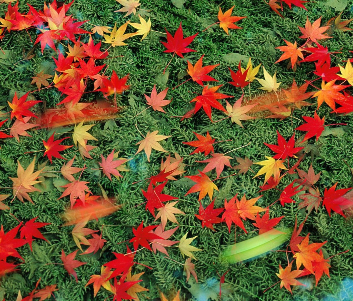 Das Red Leaves Wallpaper 1200x1024