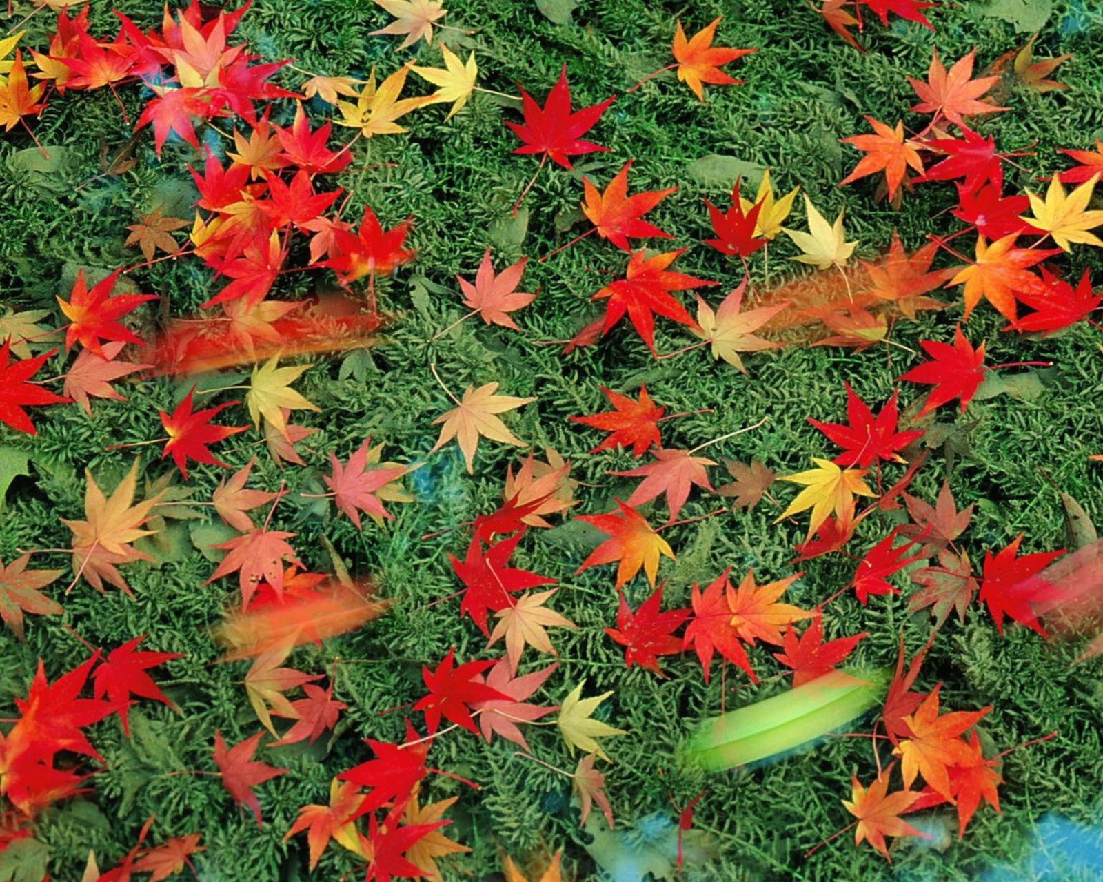 Red Leaves wallpaper 1600x1280