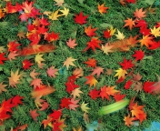 Red Leaves wallpaper 176x144