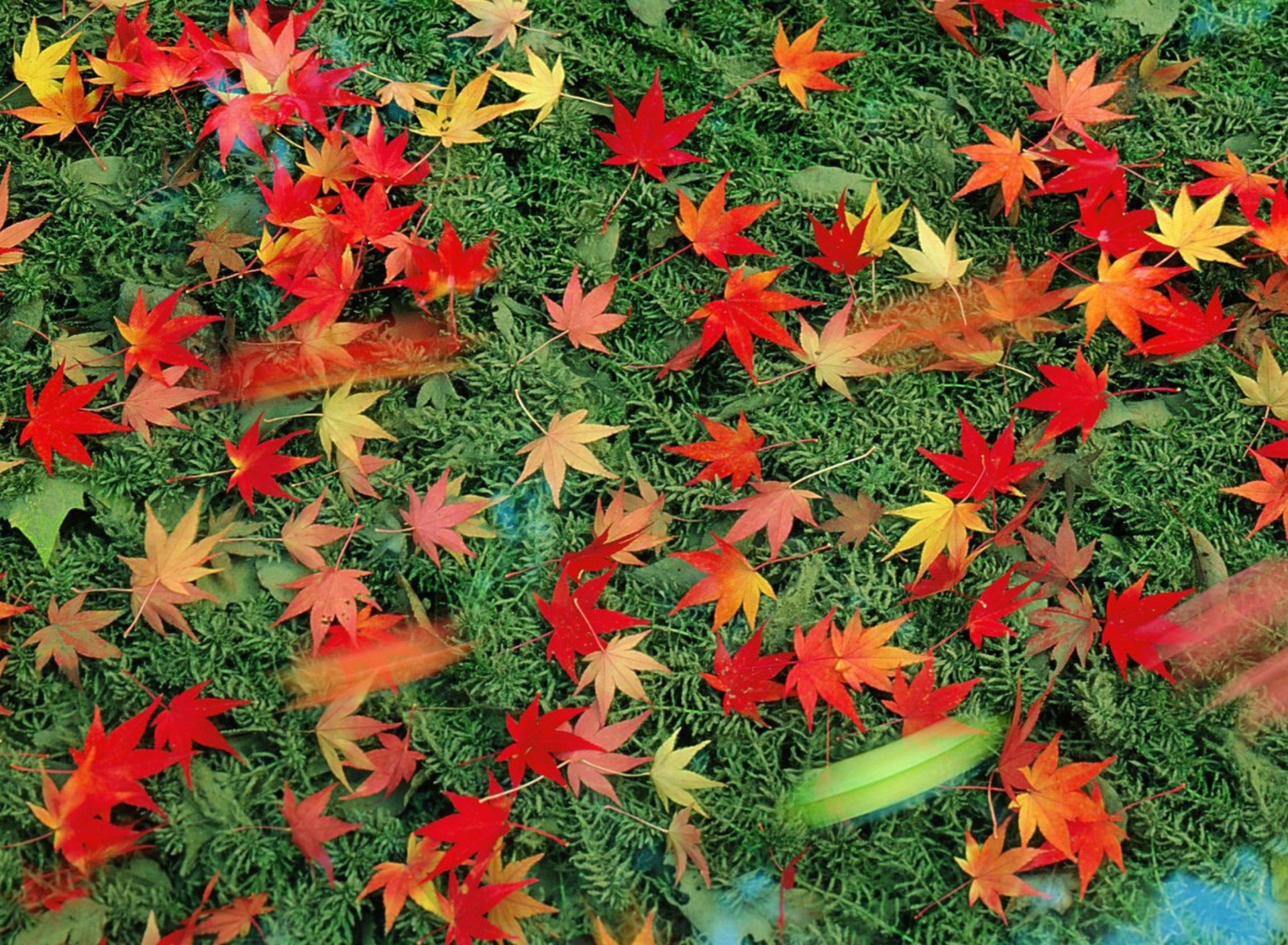 Fondo de pantalla Red Leaves 1920x1408