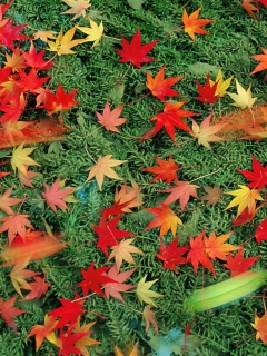 Das Red Leaves Wallpaper 240x320