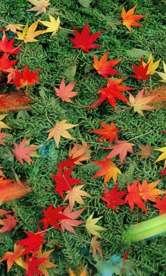 Das Red Leaves Wallpaper 240x400