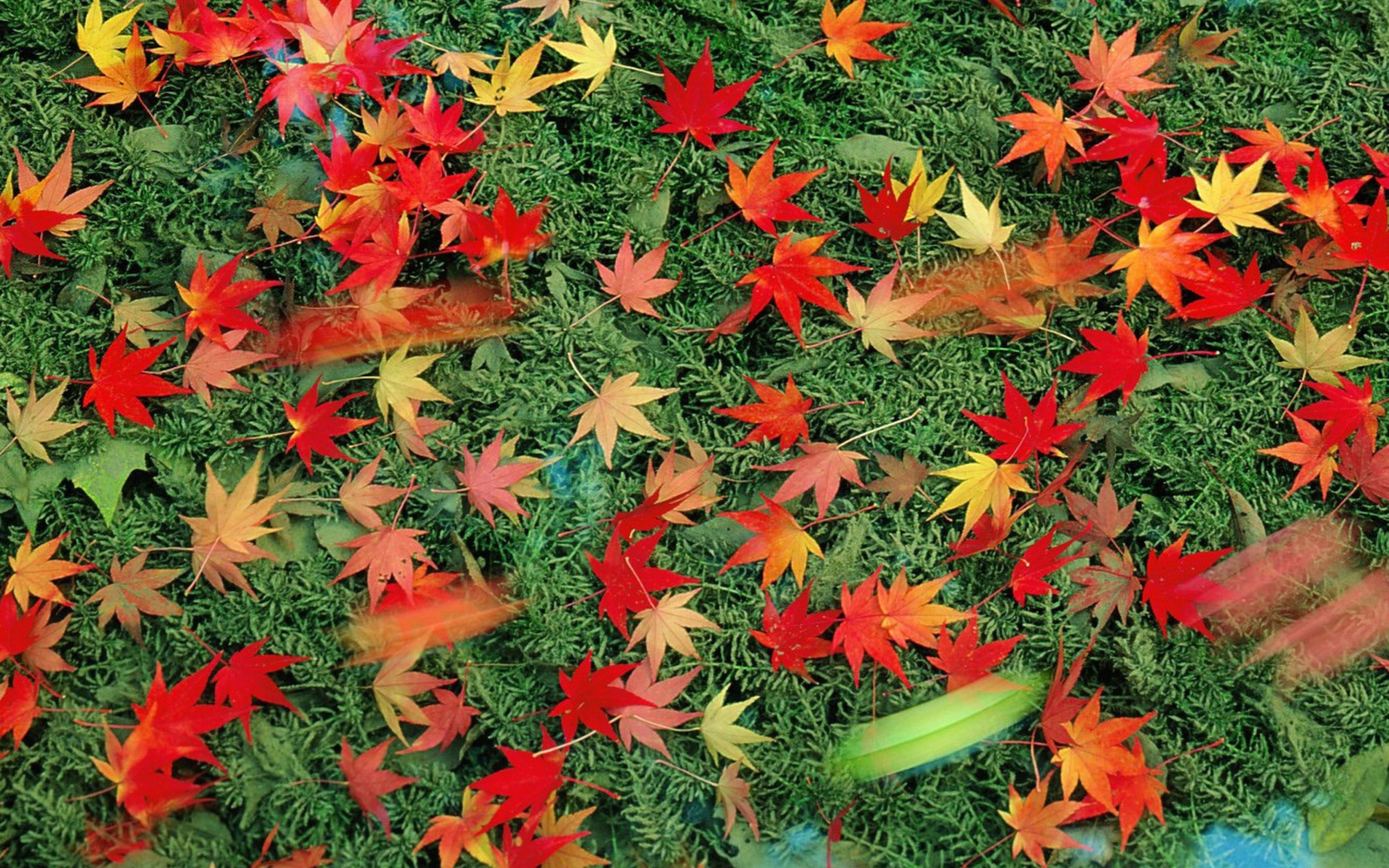 Das Red Leaves Wallpaper 2560x1600