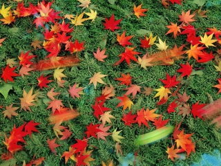 Das Red Leaves Wallpaper 320x240