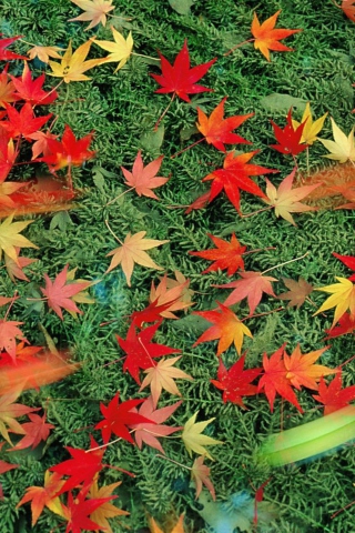 Das Red Leaves Wallpaper 320x480