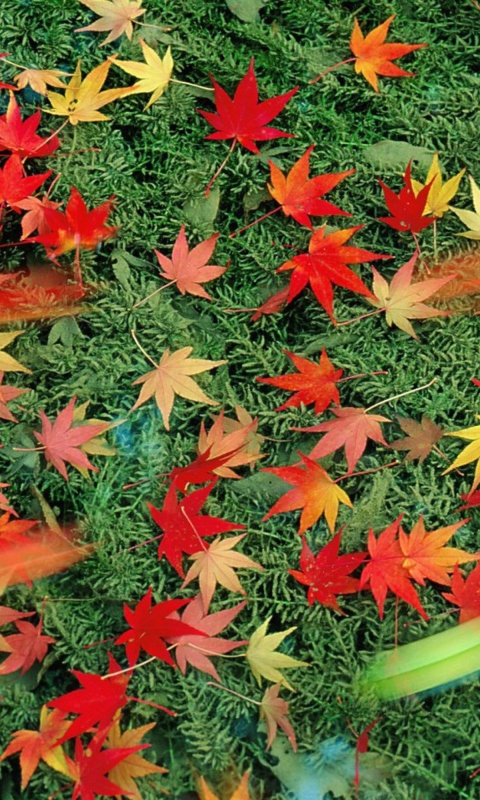 Das Red Leaves Wallpaper 480x800