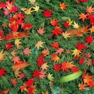 Kostenloses Red Leaves Wallpaper für Nokia 6230i