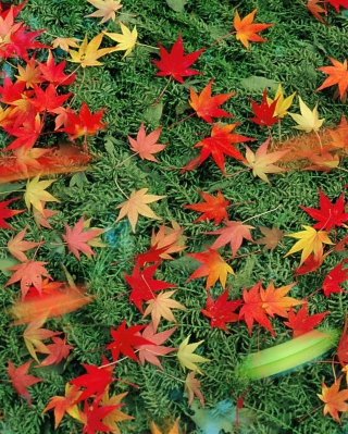 Red Leaves - Obrázkek zdarma pro iPhone 4