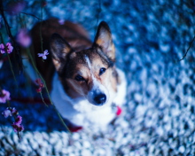 Dog Portrait screenshot #1 220x176