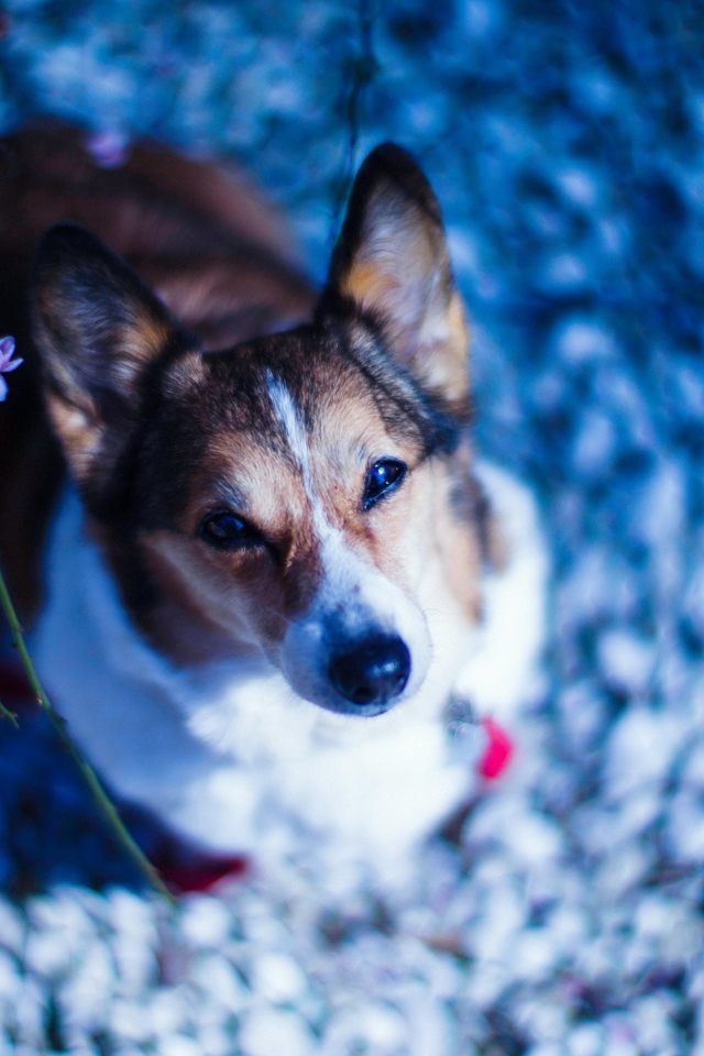 Dog Portrait screenshot #1 640x960