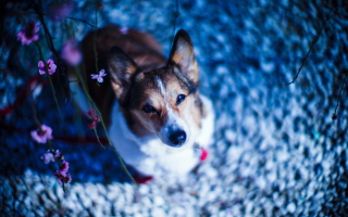 Dog Portrait - Fondos de pantalla gratis para Samsung Galaxy Tab 2 10.1