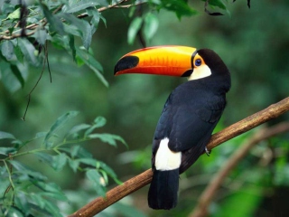 Beautiful Toucan wallpaper 320x240