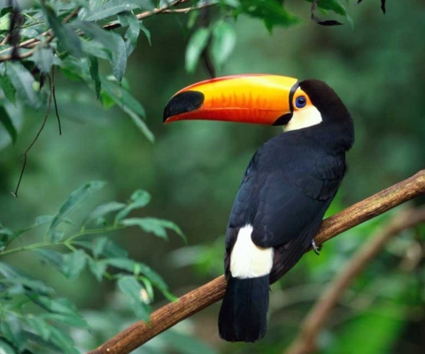 Beautiful Toucan wallpaper 480x400