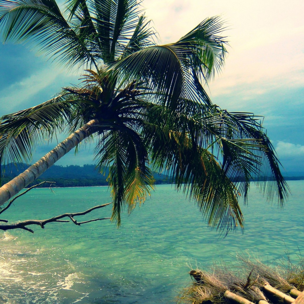 Das Palm Tree At Tropical Beach Wallpaper 1024x1024