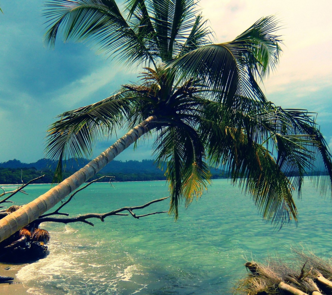 Palm Tree At Tropical Beach wallpaper 1080x960