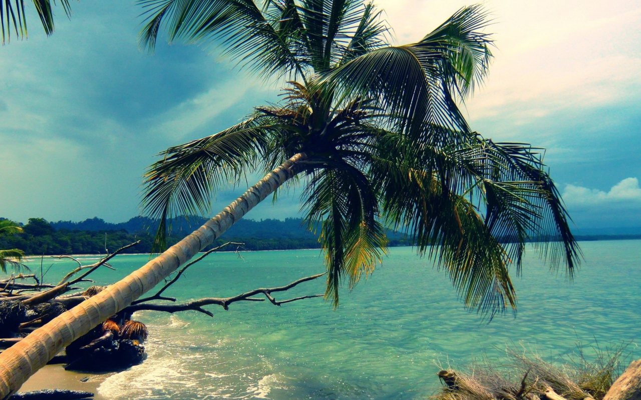 Das Palm Tree At Tropical Beach Wallpaper 1280x800