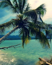 Sfondi Palm Tree At Tropical Beach 176x220