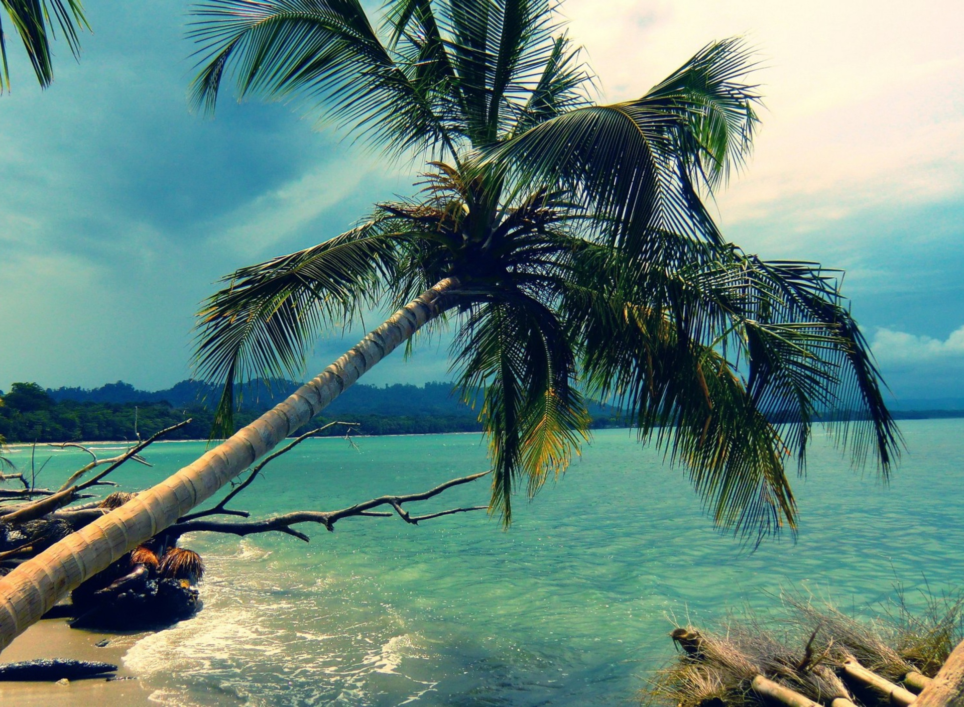 Palm Tree At Tropical Beach screenshot #1 1920x1408