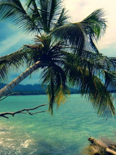 Palm Tree At Tropical Beach screenshot #1 240x320