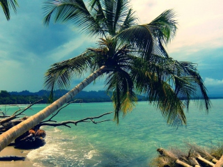 Обои Palm Tree At Tropical Beach 320x240
