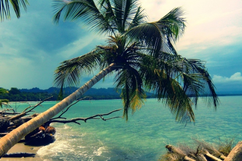 Fondo de pantalla Palm Tree At Tropical Beach 480x320