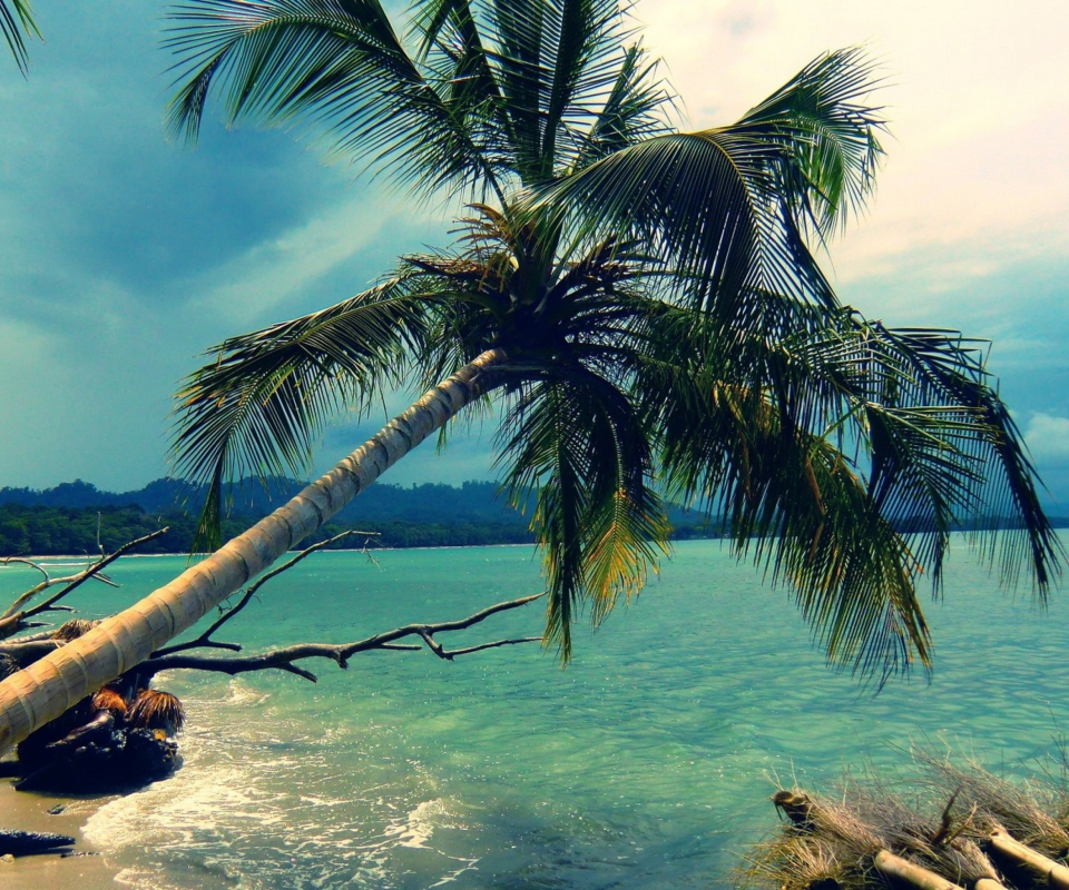 Fondo de pantalla Palm Tree At Tropical Beach 960x800