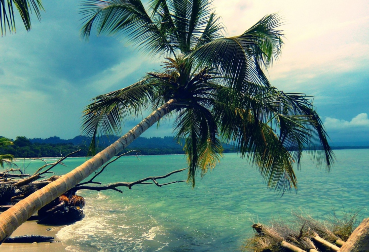 Das Palm Tree At Tropical Beach Wallpaper