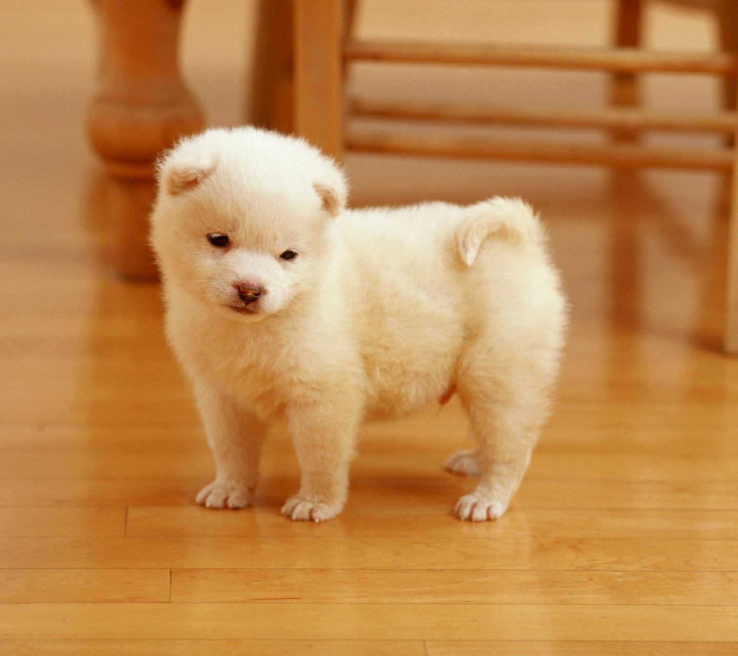 Screenshot №1 pro téma Cutest Puppy 1440x1280