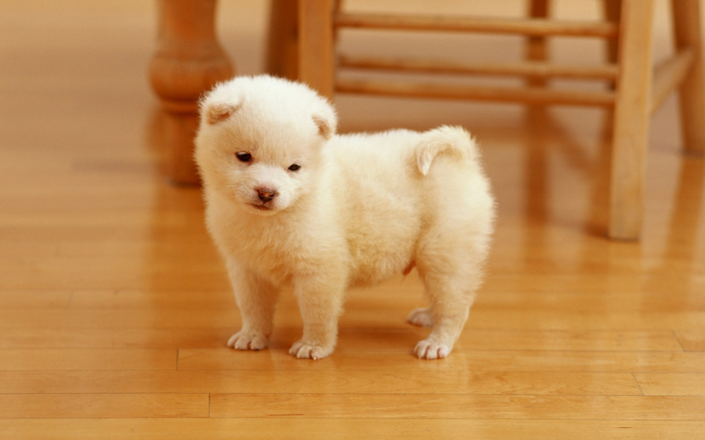 Cutest Puppy wallpaper 1440x900