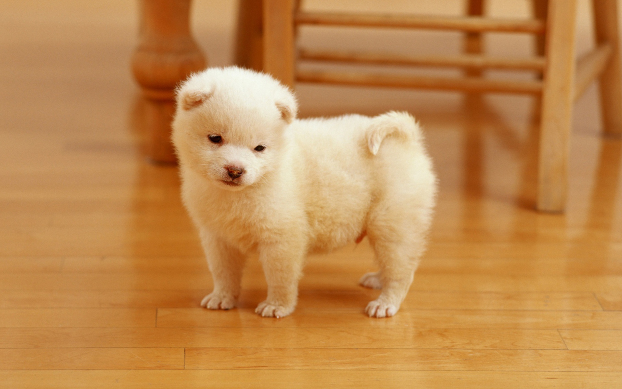 Sfondi Cutest Puppy 2560x1600