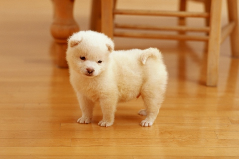 Das Cutest Puppy Wallpaper 480x320