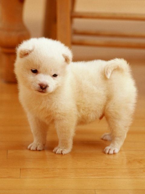 Fondo de pantalla Cutest Puppy 480x640