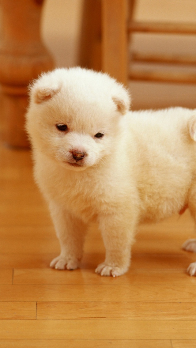 Fondo de pantalla Cutest Puppy 640x1136