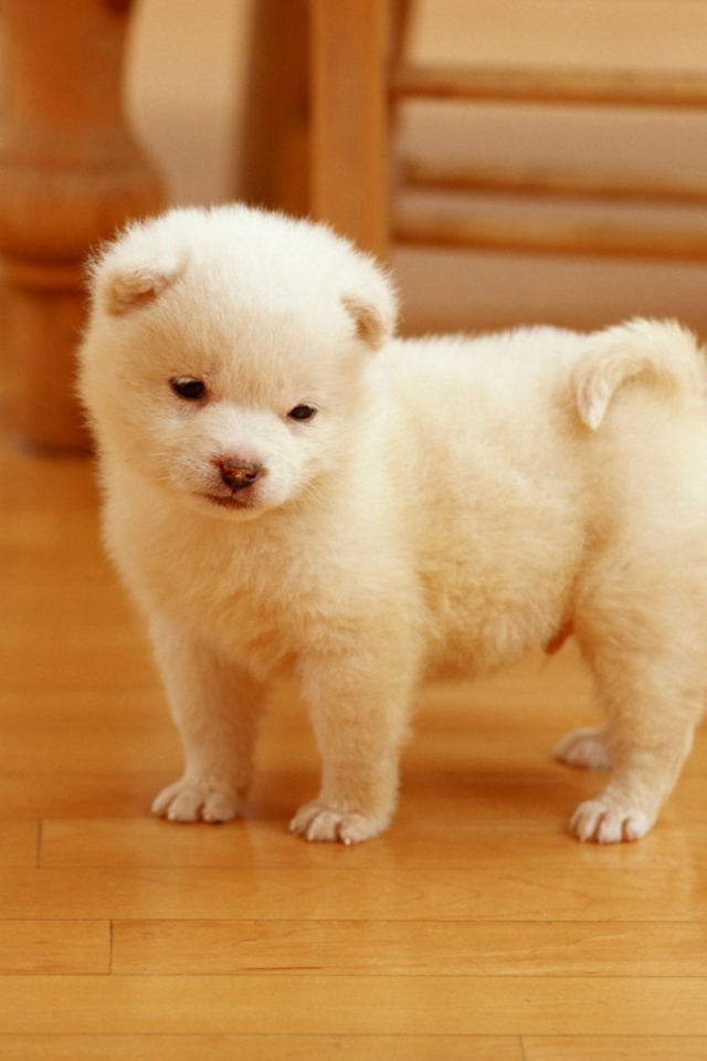 Sfondi Cutest Puppy 640x960