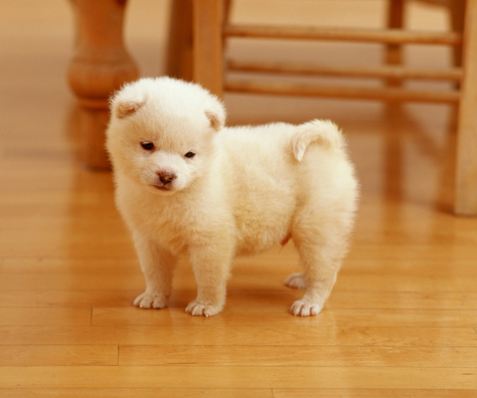 Cutest Puppy wallpaper 960x800