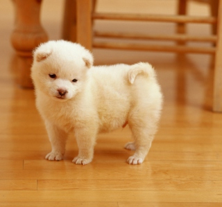 Cutest Puppy - Fondos de pantalla gratis para 2048x2048