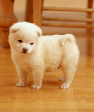 Cutest Puppy - Obrázkek zdarma pro Nokia X3