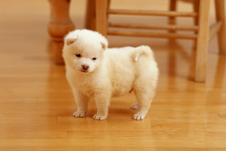 Обои Cutest Puppy