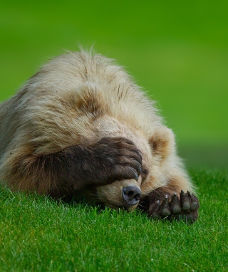 Facepalm - Obrázkek zdarma pro 768x1280