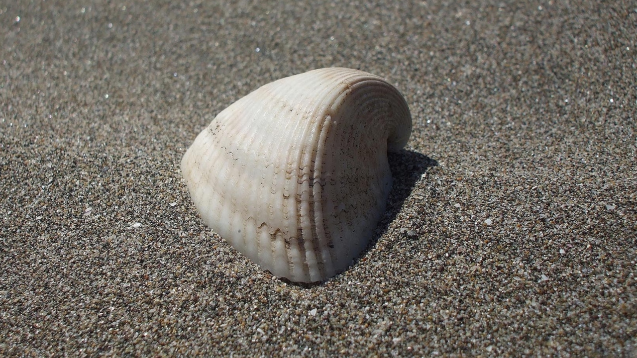 Screenshot №1 pro téma Seashell And Sand 1280x720