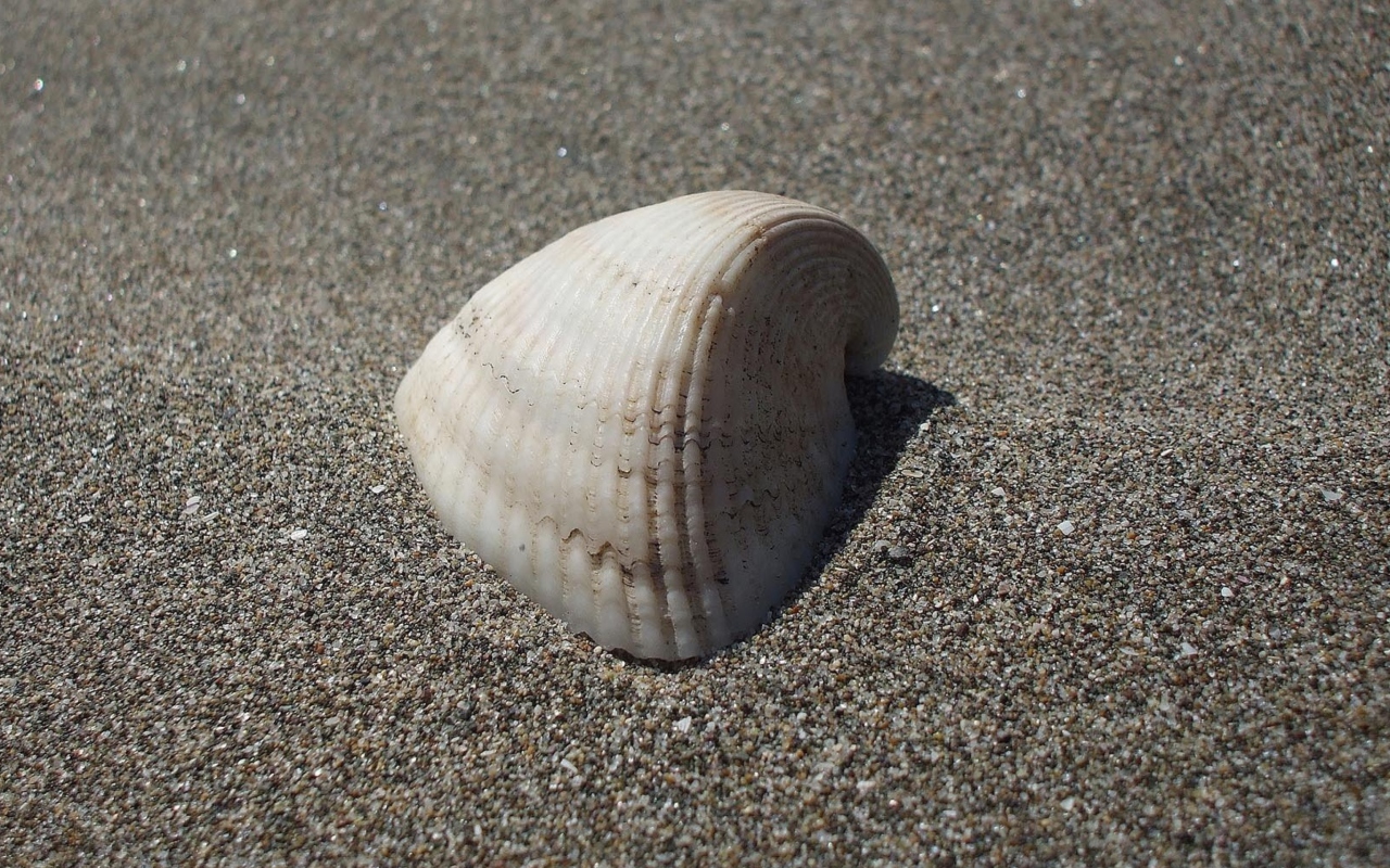 Seashell And Sand wallpaper 1280x800