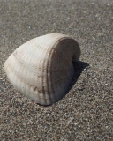 Seashell And Sand wallpaper 128x160