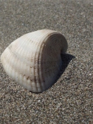 Seashell And Sand screenshot #1 132x176